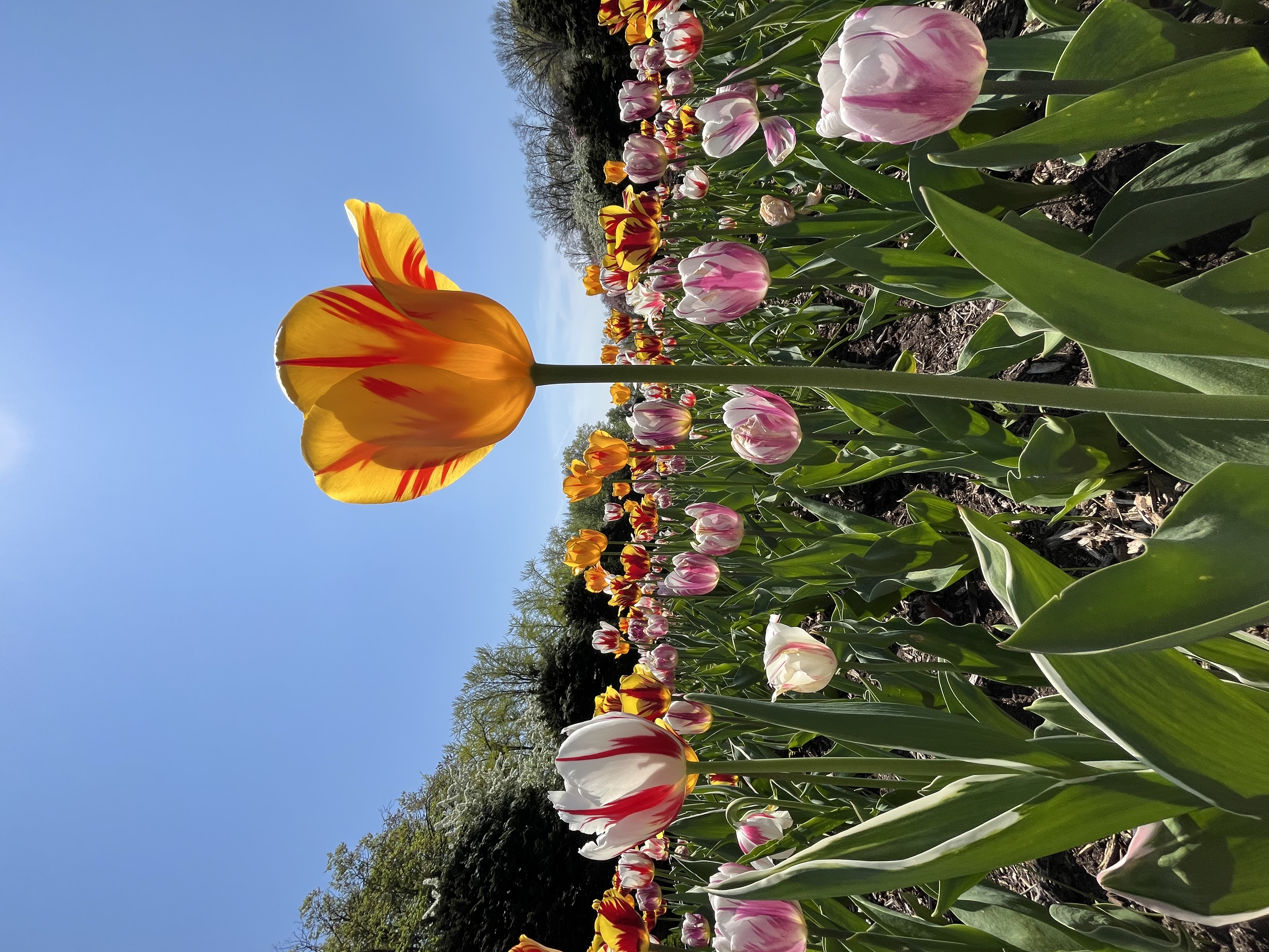 Image 25
